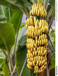 Banana Tree With A Bunch Of Ripe Bananas Stock Photo 66670181 - Megapixl
