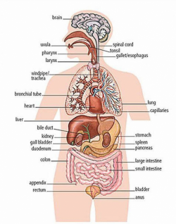Internal Parts Of Your Body Heart Clipart In Your Body Healing Heart ...