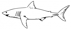 Free Black and White Shark Clipart | paper-ca:animals4 | Pinterest ...