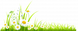 Spring Grass with Camomile PNG Clipart | Gallery Yopriceville ...