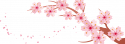 Cherry blossom Banner - Spring pink cherry creative 1336*479 ...