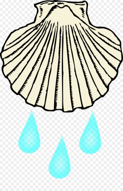 Clam Seashell Black and white Clip art - baptism png download - 1555 ...