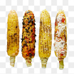 Grilled Corn String, Corn, Roasted Corn, Snack PNG Image and Clipart ...