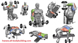 Weight Lifting at Home: Dumbell Routines - Gym Workout Chart