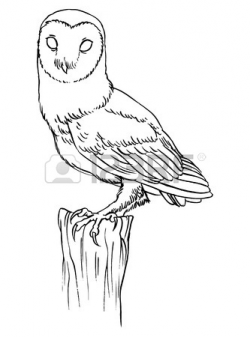 Barn Owl Line Drawing at GetDrawings.com | Free for personal use ...