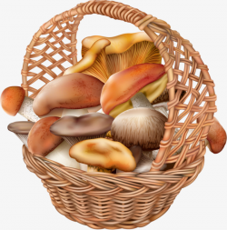 Basket Filled With Mushrooms, Basket, Mushroom, Basket With ...