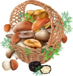 52 best Mushrooms images on Pinterest | Fungi, Mushrooms and ...