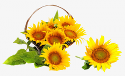 Basket Sunflowers, Basket, Sunflower, Plant PNG Image and Clipart ...