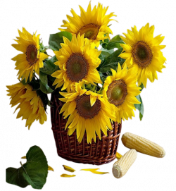 Sunflowers in Basket Clipart | Gallery Yopriceville - High-Quality ...