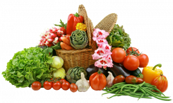 Vegetable Basket PNG Picture | Gallery Yopriceville - High-Quality ...
