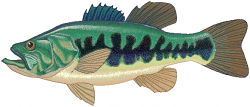 Largemouth bass clipart - /animals/aquatic/fish/B/bass ...