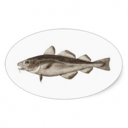 Collection of Free barramundi Cliparts on Clip Art Library