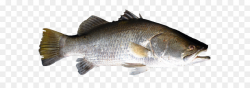 Salmon Fish products Barramundi Perch Bass - Fish PNG png download ...