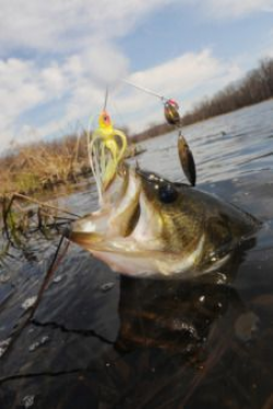 Largemouth Bass Surfacing with a Lure in its Mouth | Bass lures ...