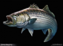 Striped Bass Drawing at GetDrawings.com | Free for personal use ...