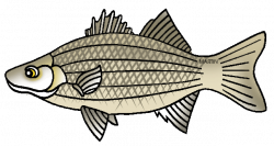United States Clip Art by Phillip Martin, State Fish of Oklahoma ...
