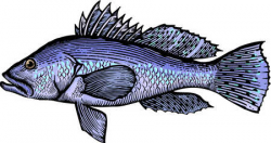 Stock Illustration - A drawing of a sea bass