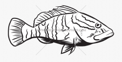 Bass Fishing Clipart - Grouper Clip Art #77253 - Free ...