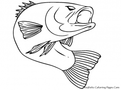 Grand Coloring Pages Fish Bass Realistic Pinterest - coloring pages