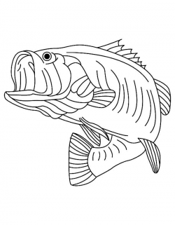 Sea Predator Striped Bass Fish Coloring Pages | Rug hooking ...