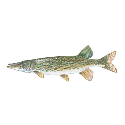 Fish | Largemouth Bass, Rainbow Trout, Bluegill, and more — Tuxedo ...