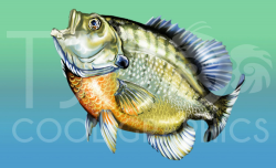 Freshwater Fish Digital Realistic Clip Art, PNG, Printable ...
