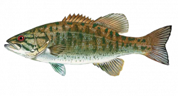 Great Clip Art of Freshwater Fish | Clip art and Fish