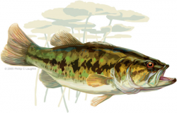 Bass Fish Drawing at GetDrawings.com | Free for personal use Bass ...