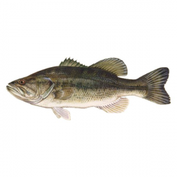 Largemouth bass (free download) | | fish | Pinterest | Largemouth ...