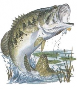 Bass Fish Drawing at GetDrawings.com | Free for personal use Bass ...