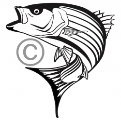 Jumping Stripped Bass | Clipart Panda - Free Clipart Images