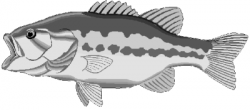 Free Black and White Fish Clipart, 1 page of Public Domain Clip Art