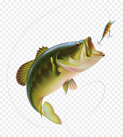 Largemouth bass Clip art - Bait fish png download - 798*1000 - Free ...
