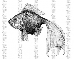 Antique Image Goldfish Pond Fish Vintage Clip Art Illustrations ...
