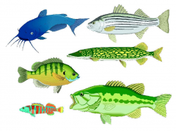 Fish in Water Clip Art | TAKE ME FISHING™ AND DISCOVERY EDUCATION ...