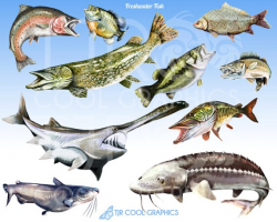 Freshwater Fish Digital Realistic Clip Art, PNG, Printable ...