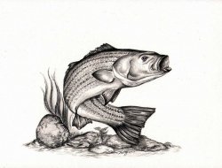 Free Fish Line Drawings, Download Free Clip Art, Free Clip ...