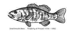 Smallmouth Bass Clipart