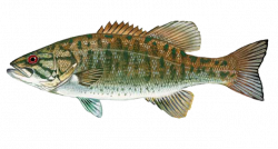 Smallmouth Bass Clip Art | FISHING | Pinterest