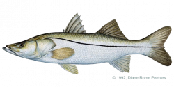 snook_Pacific.png