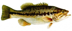 State Fish: Kentucky Spotted Bass, adopted 1956 | Louisville and ...