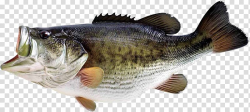 Grey bass fish, Largemouth bass Smallmouth bass Bass fishing ...