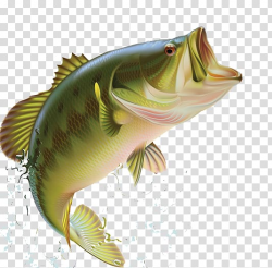 Largemouth bass Bass fishing Sunfishes, Blues Flyer ...