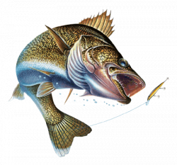 Animals For > Walleye Fishing Logos | Fishing Lures | Pinterest ...