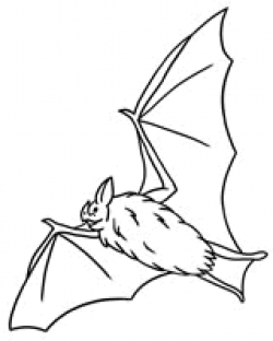 Learn about Nature | Free Bat Coloring Page - Learn about Nature