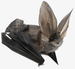 Erect Ears And Bats, Bat Material, Gray, Vertical Ears PNG Image and ...