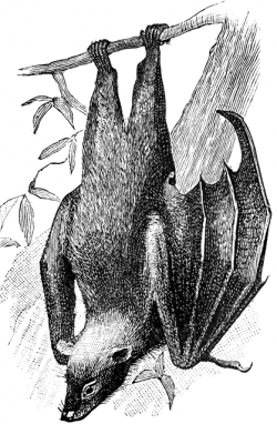 Fruit Bat | ClipArt ETC