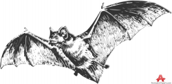 Traced Clipart of Flying Bat | Free Clipart Design Download