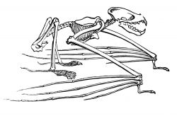 Vintage Halloween Clip Art - Super Creepy Bat Skeletons - The ...