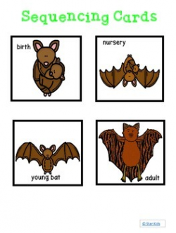 BATS Fun Facts and Life Cycle for Kindergarten and First Grade by ...